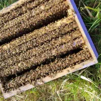 زنبور عسل اصلاح شده المان