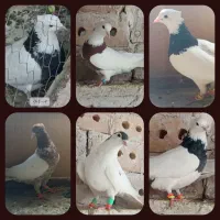 ۶ پرنده جهت نوبازی و دور بوم،فروشی