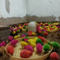 جوجه رنگی وجوجه محلی وجوجه اردک|حیوانات مزرعه|اندیمشک, |دیوار