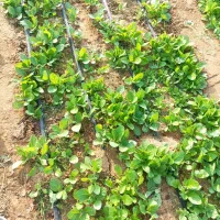 نشا «برگ قرمز »بنیاد کاکی(پزه )|خدمات باغبانی و درختکاری|کاکی, |دیوار