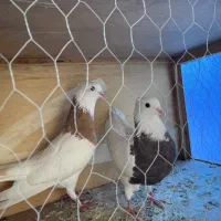 طوقی زردباخت دادم|پرنده|ایذه, |دیوار