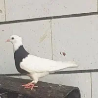 سرخ|حیوانات|برازجان, |دیوار