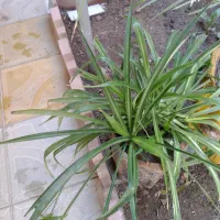 گل با گلدان