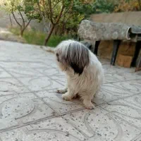 سگ شیتزو فلت فقط 1800|سگ|فردیس, شهرک ناز|دیوار