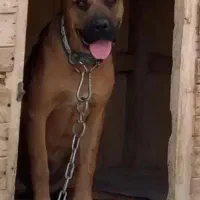 سگ گله|سگ|خوانسار, |دیوار