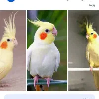 یه عروس هلندی پیدا شده