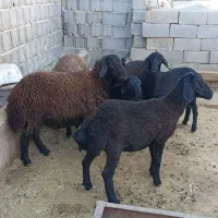 بره و بز