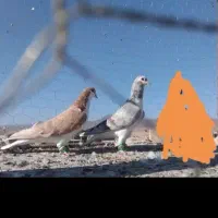 ساده هفترنگ آس