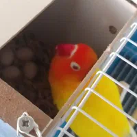 طوطی کوتوله برزیلی فیشر طلایی|پرنده|مشهد, هفده شهریور|دیوار