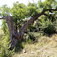 کوددهی باغبانی ابیاری|خدمات باغبانی و درختکاری|قیدار, |دیوار