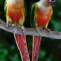 طوطی گریچینک میفروشم