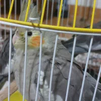 یک عدد عروس