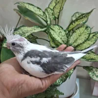 جوجه عروس هلندی|پرنده|اصفهان, قهجاورستان|دیوار