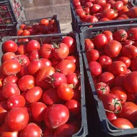 گوجه گوشتی برای رب|حراج|مشهد, آبکوه|دیوار