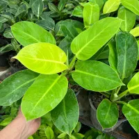 گل فیلودندرون نئون