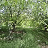 باغبانی