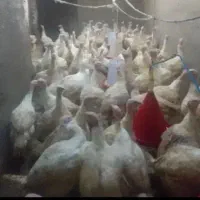 بوقلمون گوشتی 20 عدد کیلوی 300 زنده