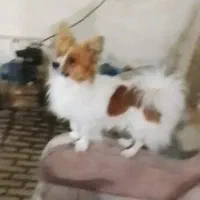 پامرین روباهی نر(پنج ملیون)|سگ|قرچک, پویینک|دیوار