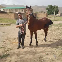 اسب نریان کرد تاییدیه فدراسیون