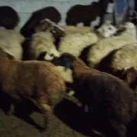 فروش 25عدد میش بره درجه یک