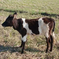 شیری گاوباگوساله