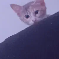 واگذاری گربه نژاد Dsh|گربه|رشت, حمیدیان|دیوار