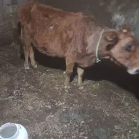 گاو|حیوانات مزرعه|بکتاش, |دیوار