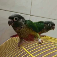 حراج جوجه ی سرلاکی طوطیهای خانگی دستی