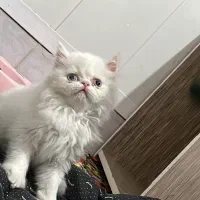 واگذاری گربه پرشین