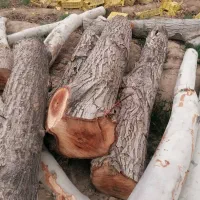 خرید چوب و درخت. میوه ای چنار صنوبر گردو کاج|خدمات باغبانی و درختکاری|کرج, سی متری صنعتکاران|دیوار