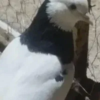 کبوتر|پرنده|قائن, |دیوار