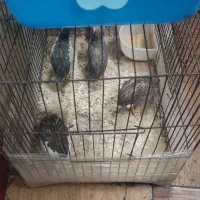 بلدرچین مینیاتوری