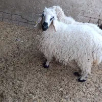 گوسفندفروشی