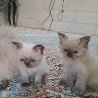 بچه گربه پرشین هیمالین