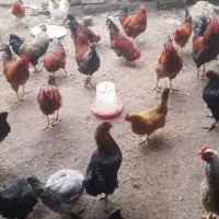 فروش ویژه خروس محلی|حیوانات مزرعه|رامسر, |دیوار