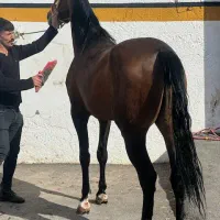 فروش یک راس اسب ترکمن|اسب و تجهیزات اسبسواری|تبریز, |دیوار