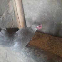 خروس و مرغ برهما کوچک|حیوانات مزرعه|خوی, |دیوار