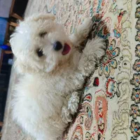 واگذاری توله ۴ ماهه شیتزو .آروم و بی دردسر