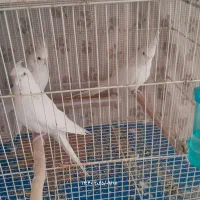 عروس هلندی آلبینو|پرنده|تربتحیدریه, طالقانی|دیوار