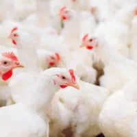 مرغ، خروس و تخم مرغ ارگانیک بِهران