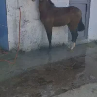 کره سالار ۲