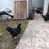 ایام سمانی|حیوانات مزرعه|کتالم و سادات شهر, |دیوار