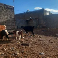 بز زاییده|حیوانات مزرعه|فریمان, |دیوار