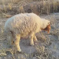 بره نر چاق وهیکل
