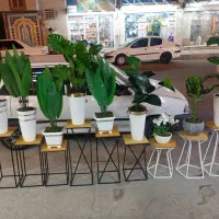 درختچه