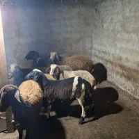 فروش گوسفند داشتی|حیوانات مزرعه|پایین هولار, |دیوار