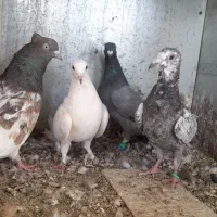 ۴ عدد گرفتنی|پرنده|تربت‌حیدریه, باغ سلطانی|دیوار