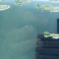 بچه گوپی یک بند