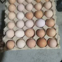 تخم مرغ بومی و محلی