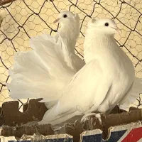 کبوتر کفتر چتری